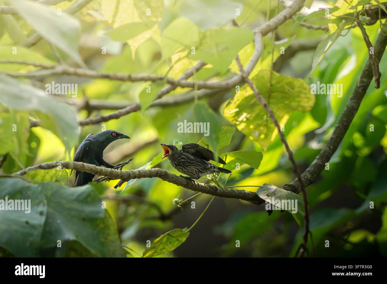 Un adulto storno asiatico lucido che si avvicina al suo pulcino con il becco aperto che mendica, appollaiato su un ramo all'interno di una chioma di alberi illuminata dal sole. Foto Stock