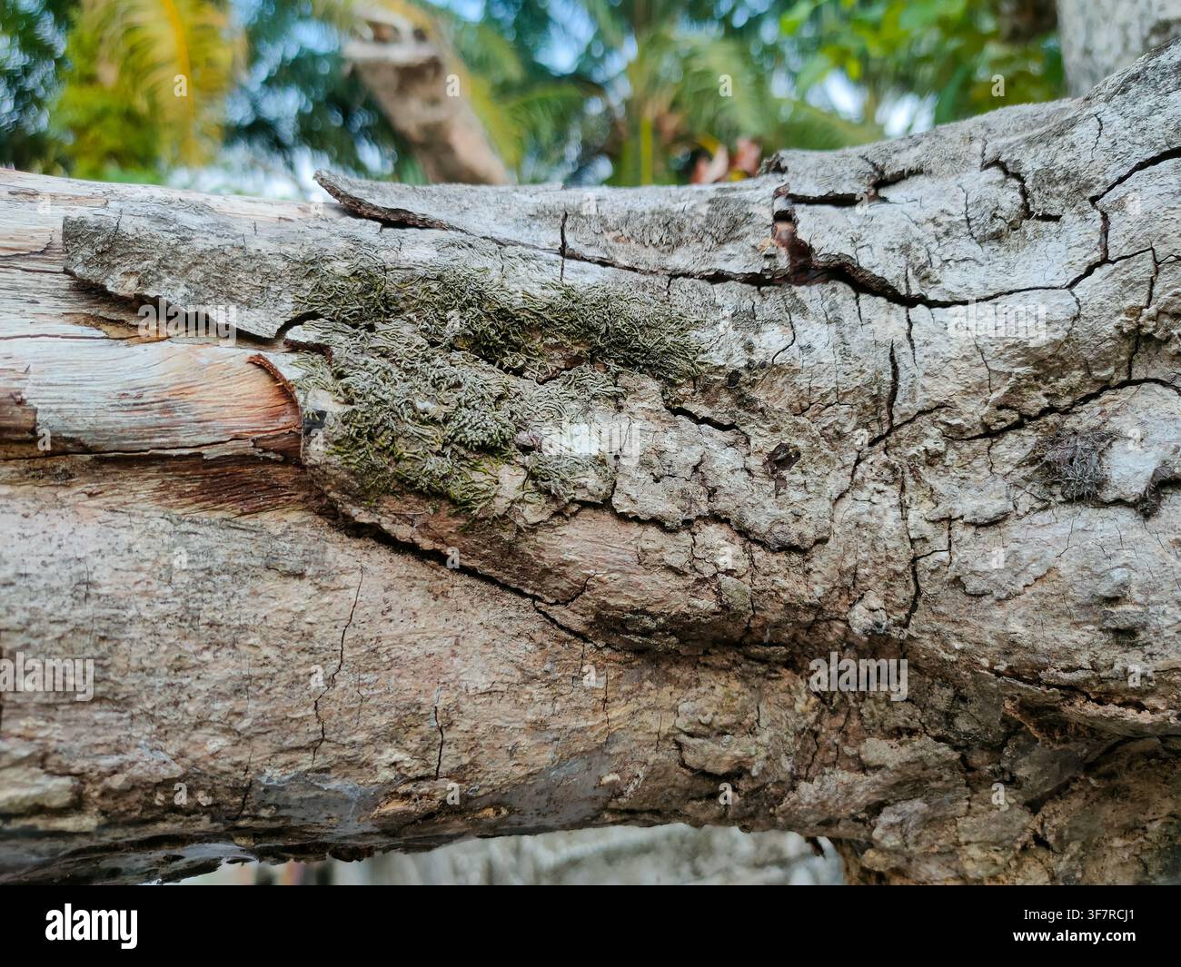 Un tronco di corteccia ruvida e screpolata è parzialmente coperto da macchie di muschio verde e licheni. Foto Stock
