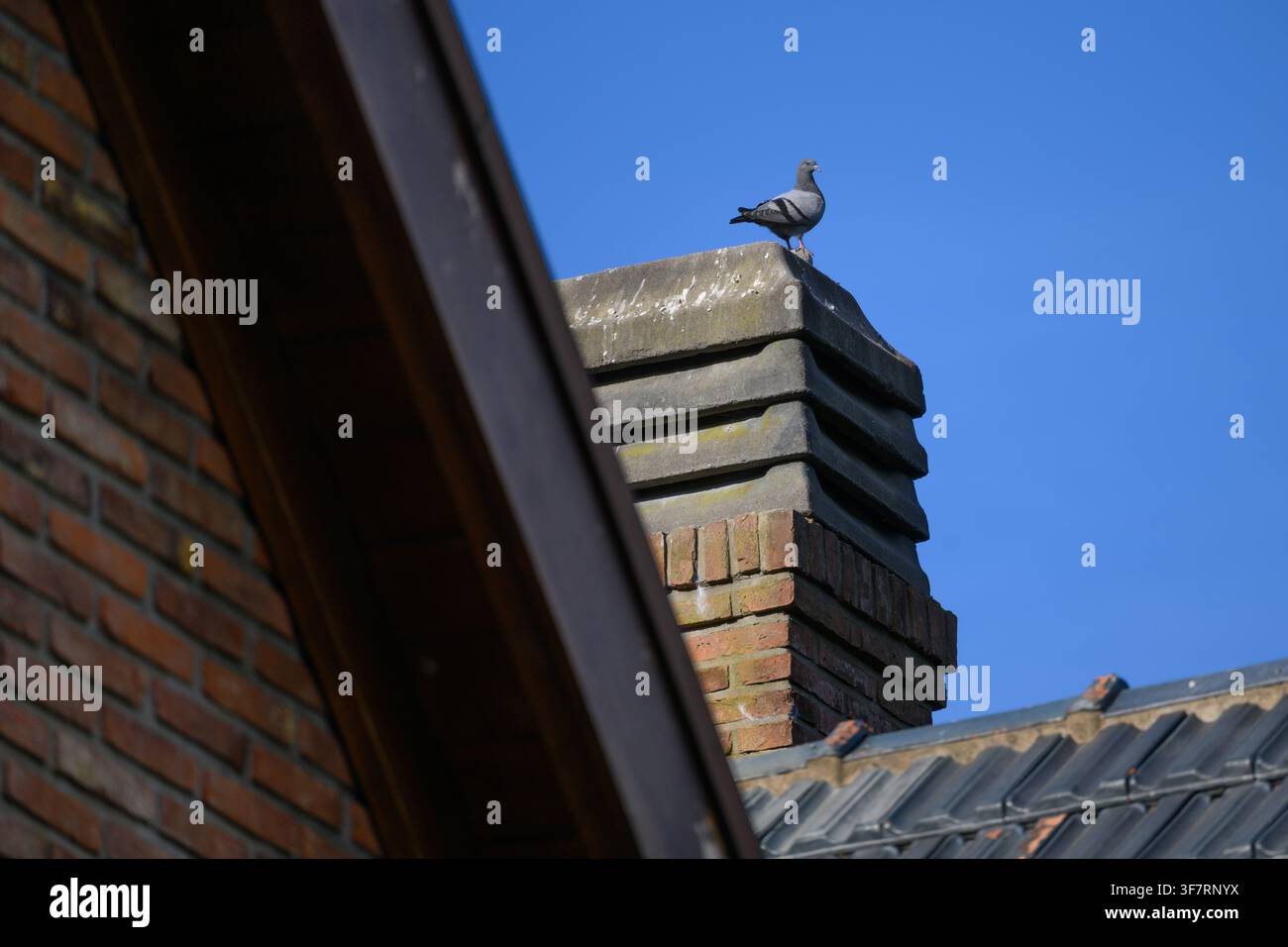 Piccione si appollaia tranquillamente su una pila di camino in pietra. Un cielo blu chiaro incornicia la scena urbana tranquilla. Un muro di mattoni rossi si inclina dolcemente accanto alla struttura. Tetto scuro Foto Stock