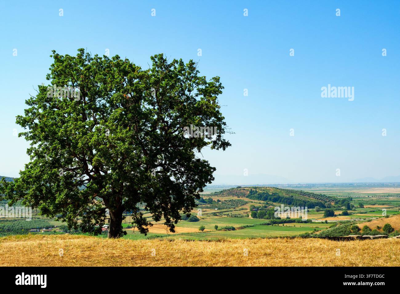 Albero sulla collina dell'antica Apollonia - Parco archeologico di Apollonia, Albania Foto Stock