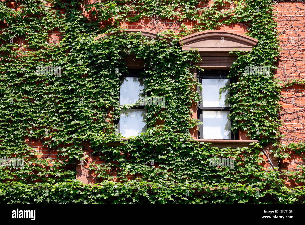 Edera di Boston, Bignonia giapponese (Parthenocissus tricuspidata) che circonda le finestre su un muro di mattoni in muratura. Una pianta invasiva in alcune parti del Nord Foto Stock