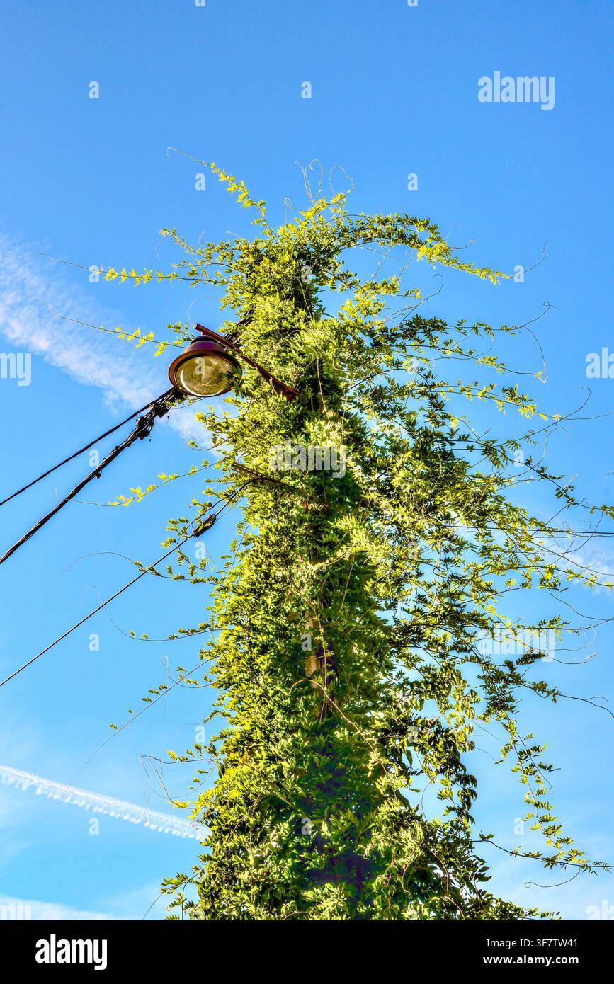 Vite russa (Fallopia baldschuanica) che copre completamente un palo dell'illuminazione stradale - Bélâbre, Indre (36), Francia. Foto Stock