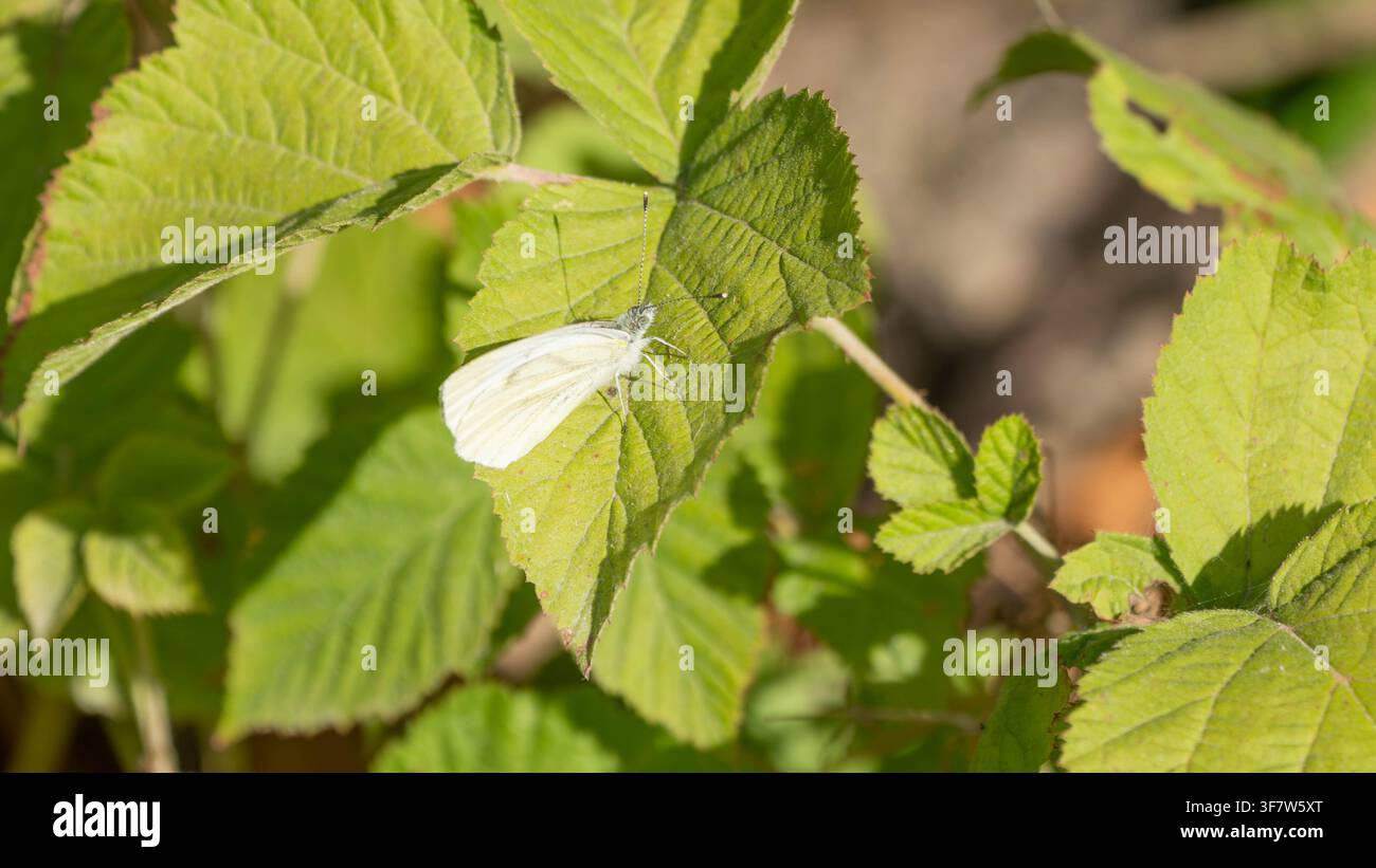 Foto macro di farfalla bianca con venature verdi che riposa su una foglia, mostrando il delicato motivo delle ali nell'habitat naturale, ideale per il tema della biodiversità e della fauna selvatica Foto Stock