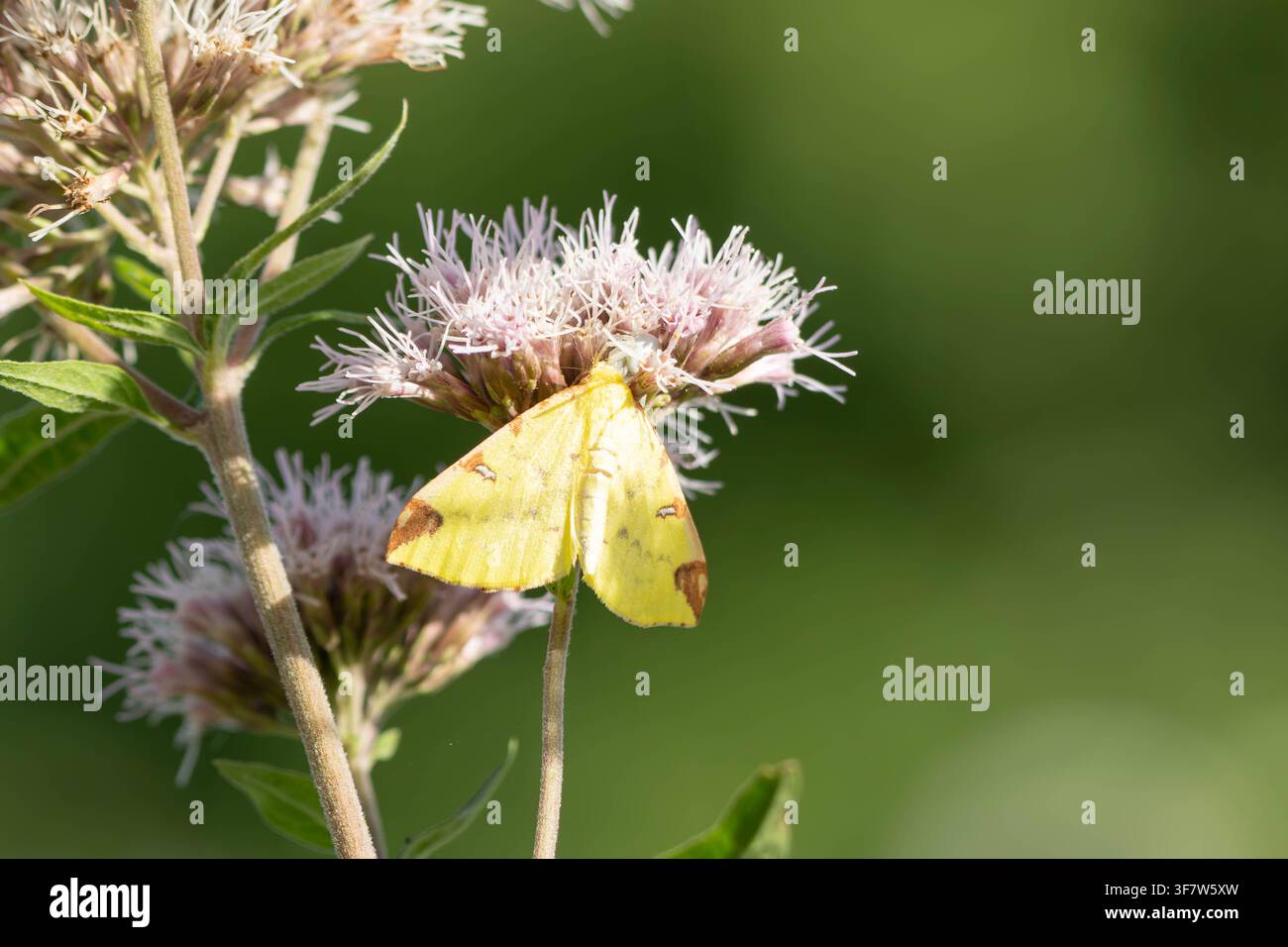Foto macro di una falena citrina appoggiata su un fiore che mostra la colorazione gialla delle ali e il delicato motivo nell’habitat naturale ideale per la biodiversità e l’entomologia Foto Stock