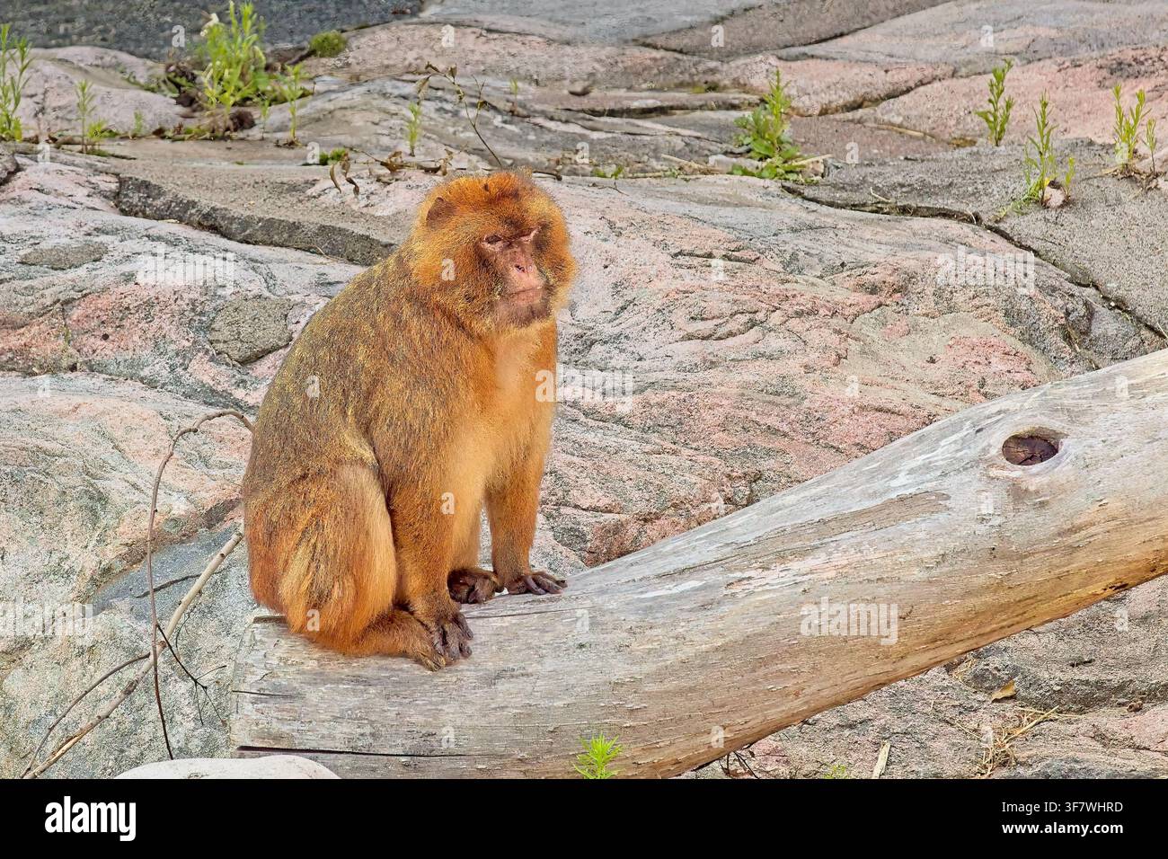 Scimmia di Barberia (Macaca sylvanus), spesso chiamata anche scimmia di Barberia, zoo di Korkeasaari, Helsinki, Finlandia, Europa. Foto Stock
