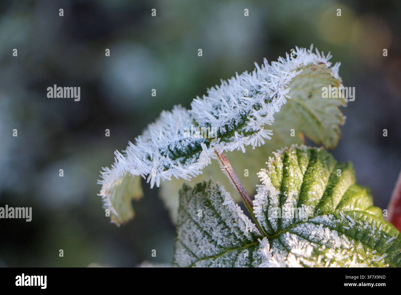 Prima brina che copre una foglia verde in una mattina di primo autunno Foto Stock