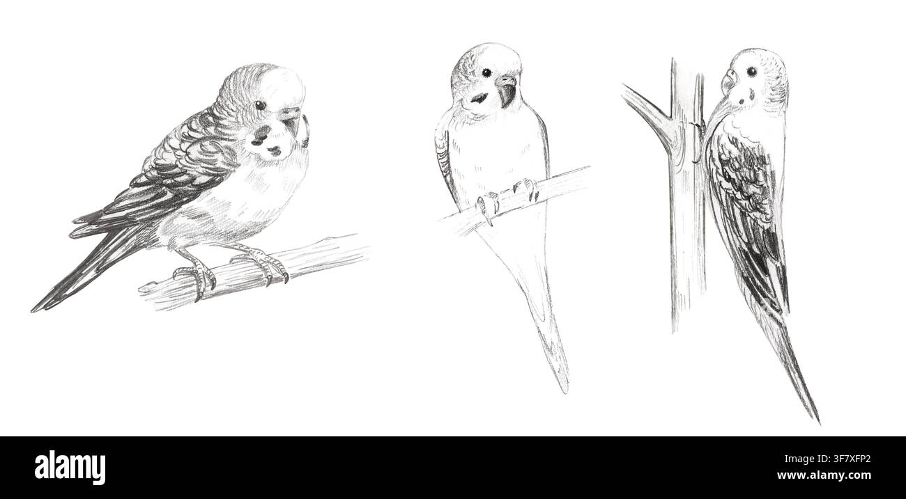 Schizzo dettagliato a matita di grafite disegnato a mano di uccelli pappagallini reali. Collezione di illustrazioni monocromatiche dipinte a mano isolate per la cameretta Foto Stock