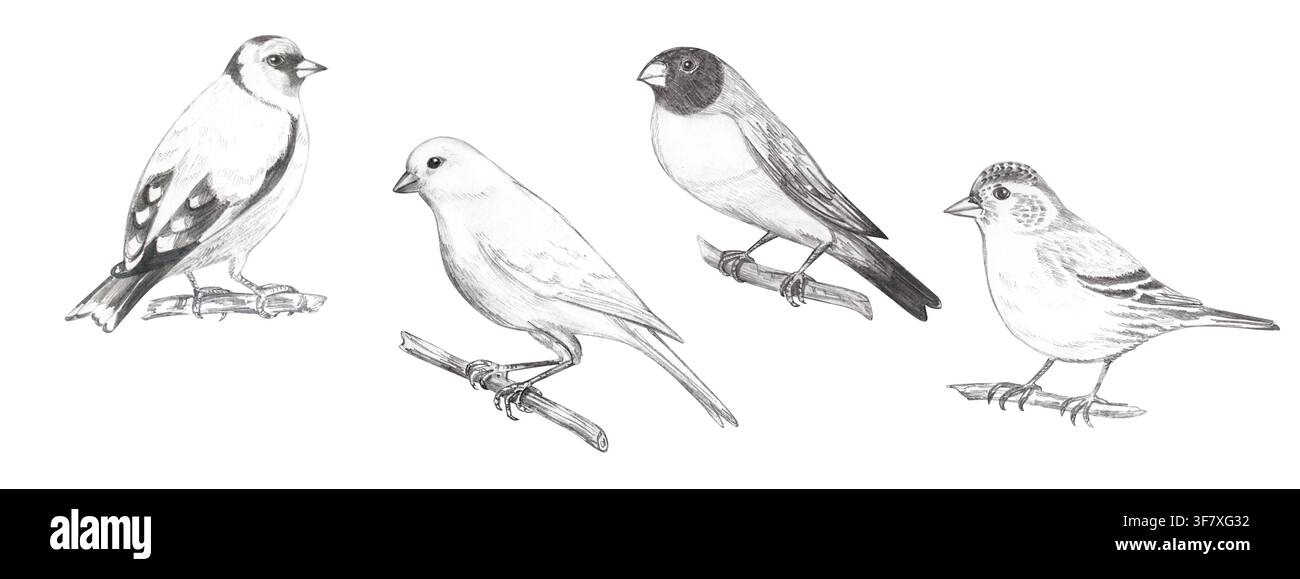 Schizzo dettagliato a matita di grafite disegnato a mano di uccelli realistici: fringuello, cardellino, canarino e cinciallegra. Illustrazione monocromatica dipinta a mano isolata collezione Foto Stock
