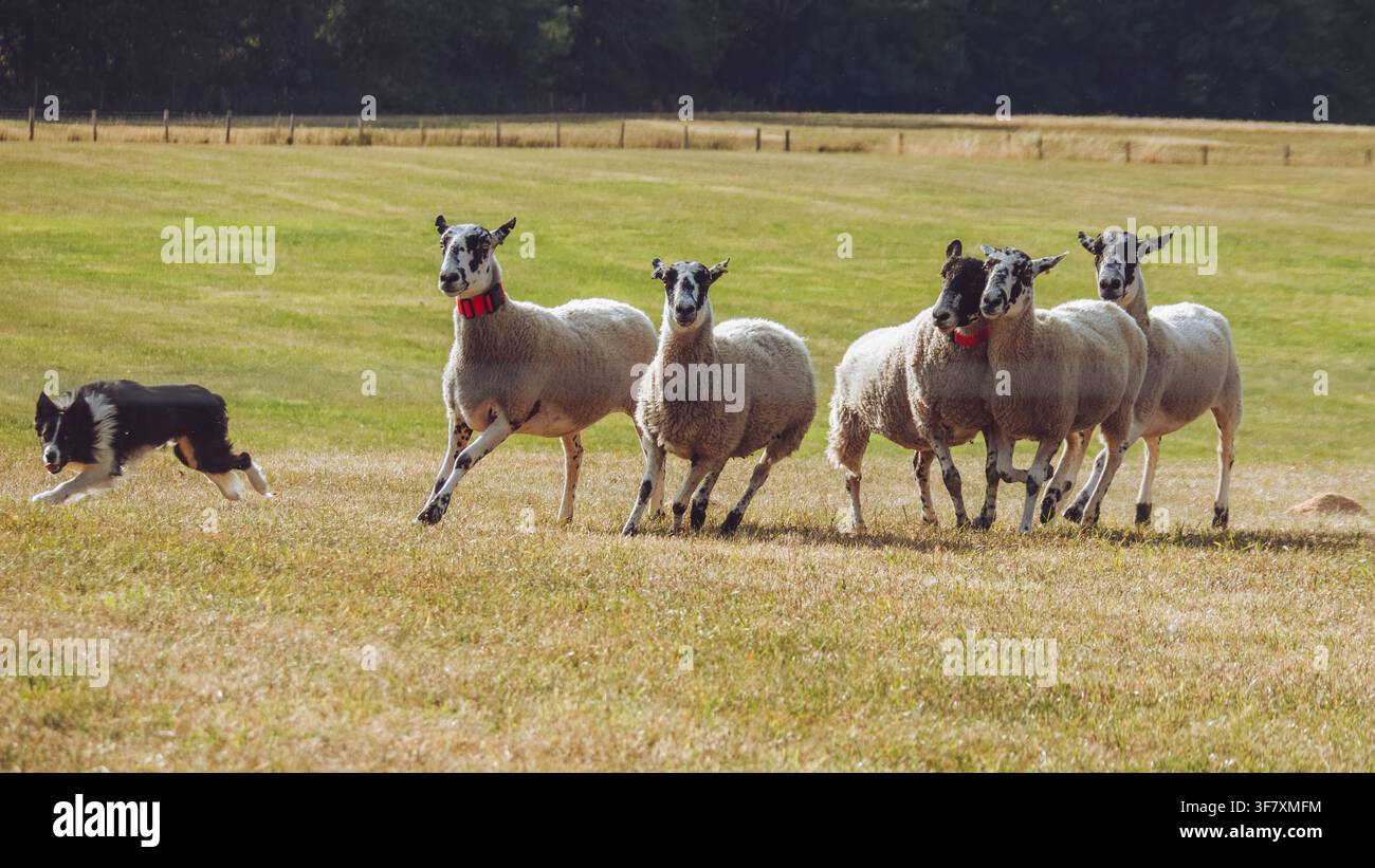 Un cane Collie che raduna pecore in una competizione di cane da pastore Foto Stock