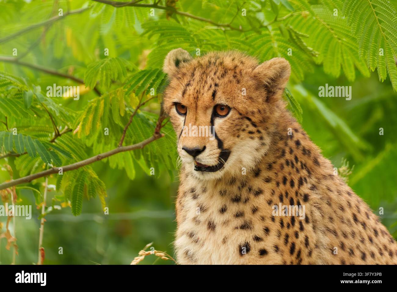 Un ritratto del ghepardo Acinonyx che osserva l'ambiente circostante, rappresentando una consapevolezza predatoria. Foto Stock