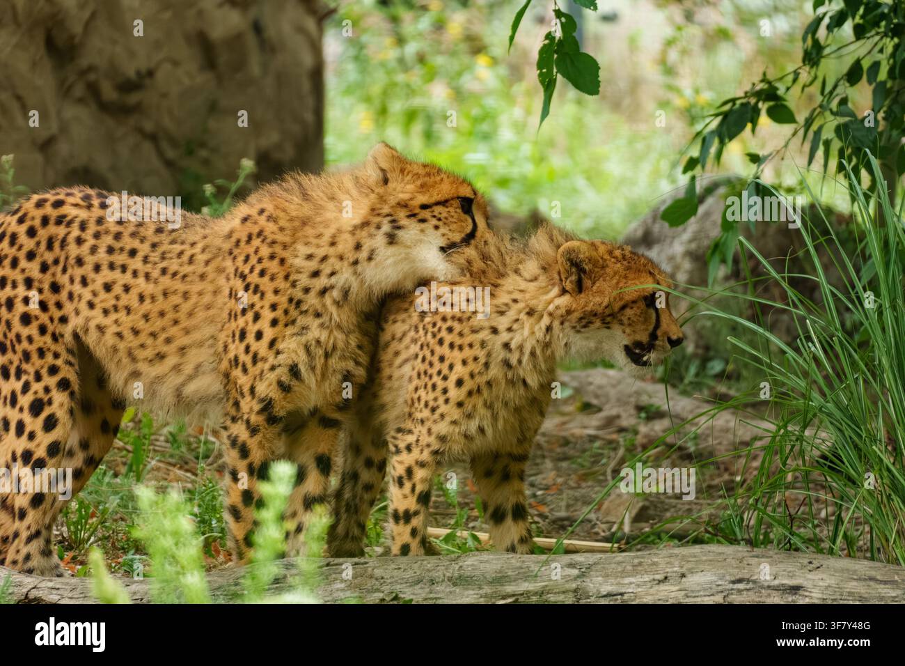 Giovani ghepardi Acinonyx che giocano insieme rappresentando l'interazione giovanile e il comportamento di crescita. Foto Stock