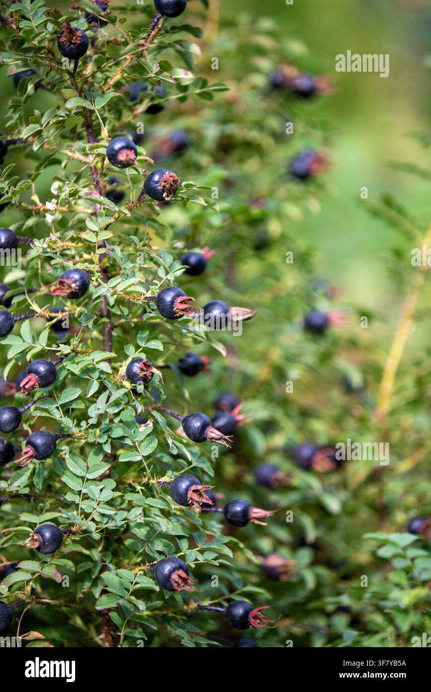 Primo piano di bacche di rosa nere mature su un ramo spinoso di un cespuglio con foglie verdi in autunno. Foto Stock