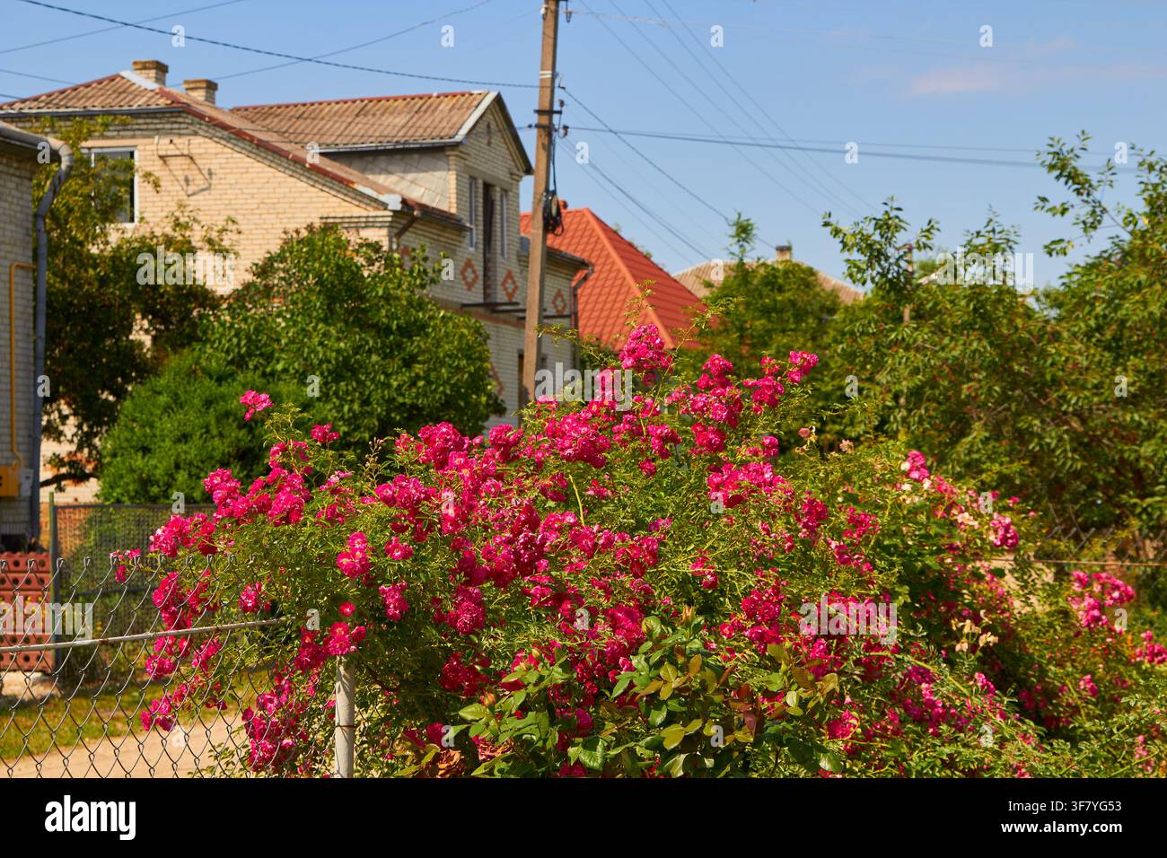 fiori di rosa fioriti crescevano sul recinto Foto Stock