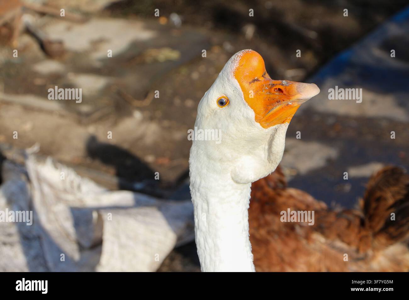 Oca bianca che becca il terreno nel cortile della fattoria, primo piano Foto Stock