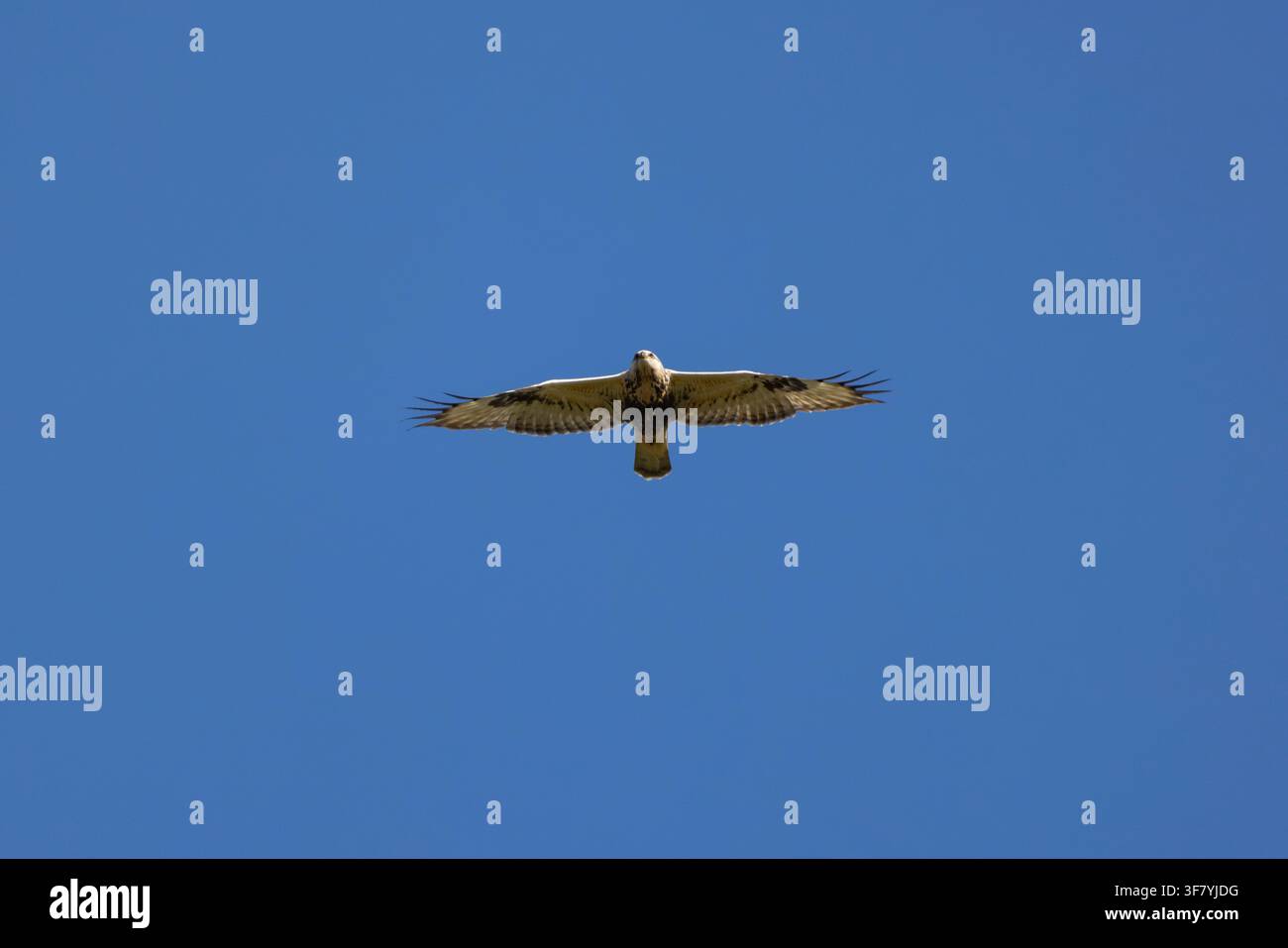 Astore dalle zampe rosse Buteo lagopus, migratore in volo, Riserva naturale di Ottenby Lund, Öland, Contea di Kalmar, Svezia, ottobre Foto Stock