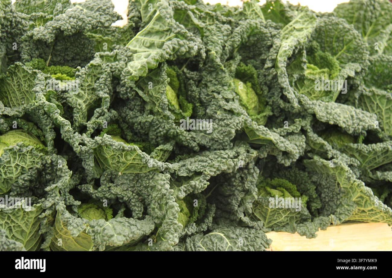 Una raccolta di verdure di cavolo di Savoia raccolte appena. Foto Stock