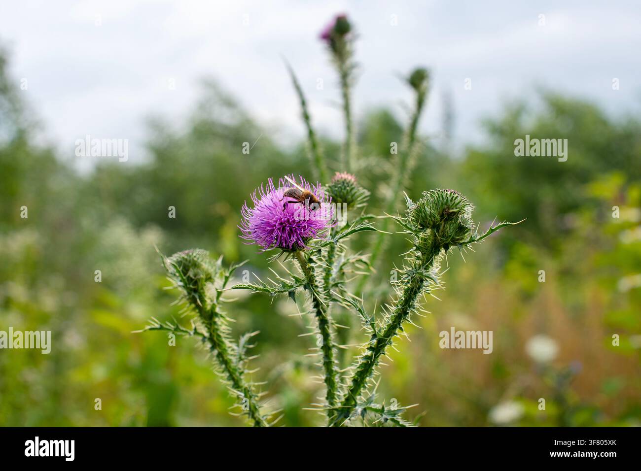 Ape che raccoglie nettare su un cardo viola in un prato selvatico con spine Foto Stock