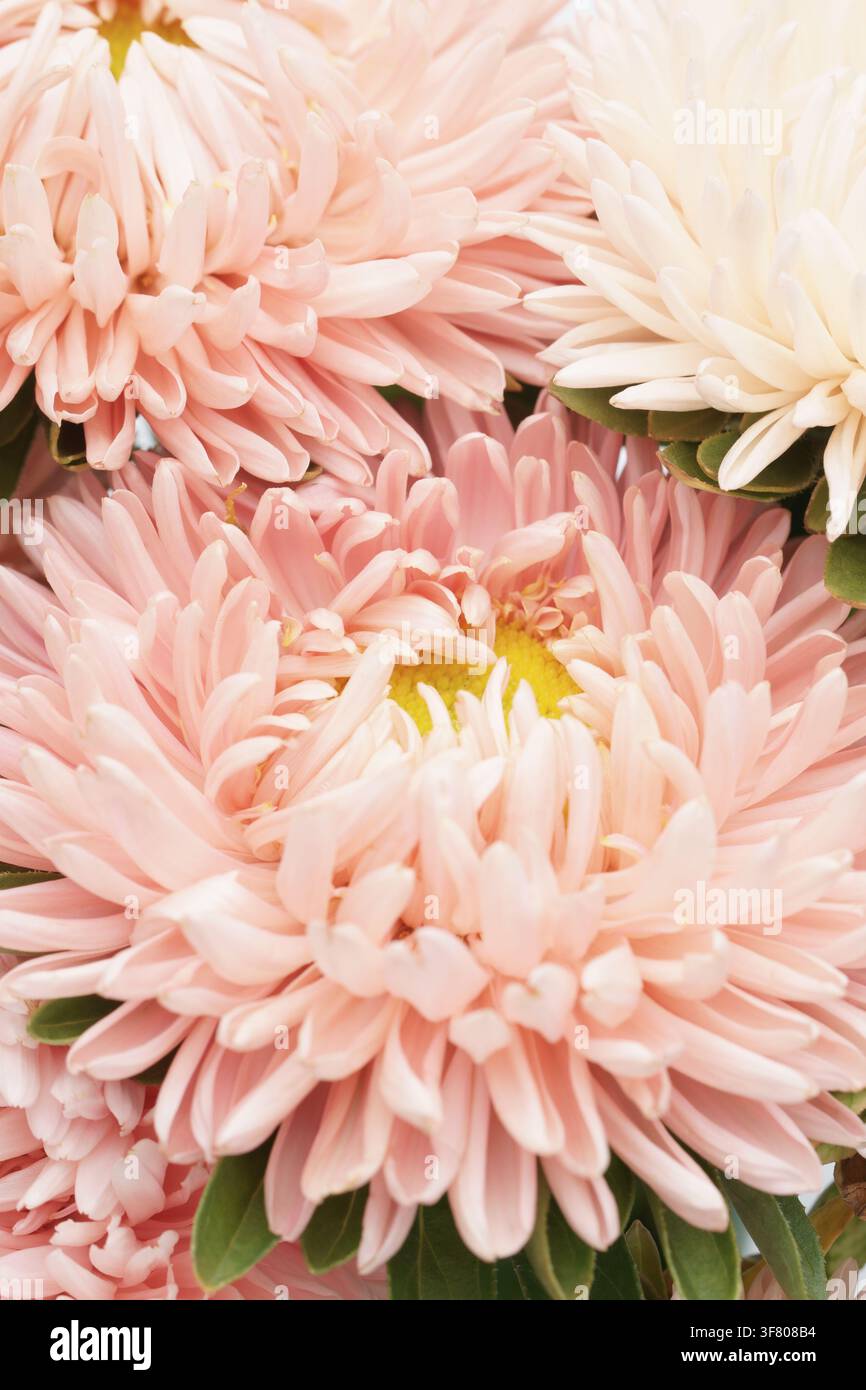 Fiori di crisantemo rosa morbido con centri gialli, fiore delicato Foto Stock