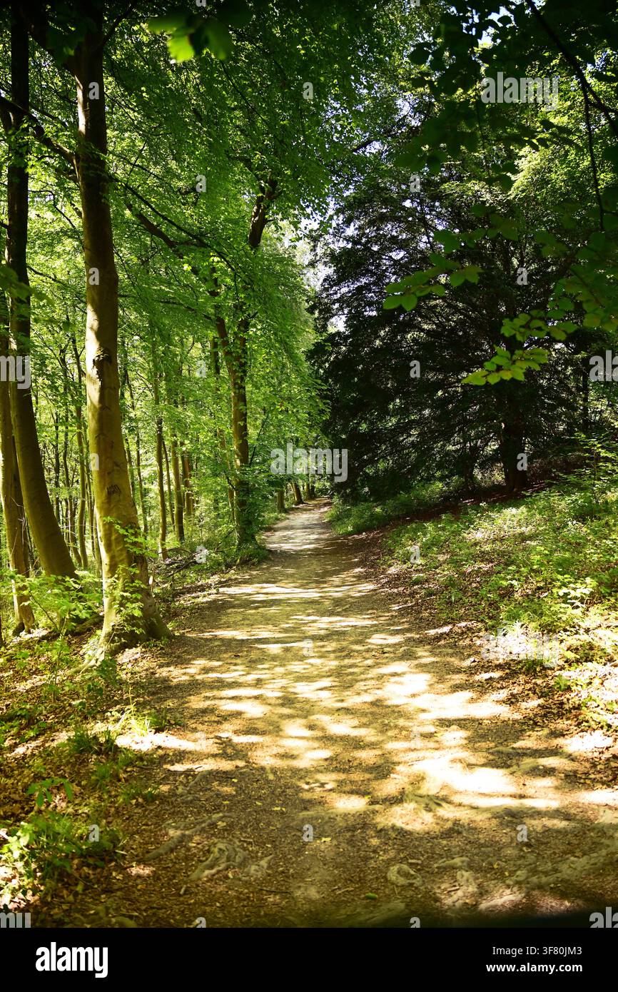 Sentiero North Downs Way vicino a Dorking, Surrey, Regno Unito Foto Stock