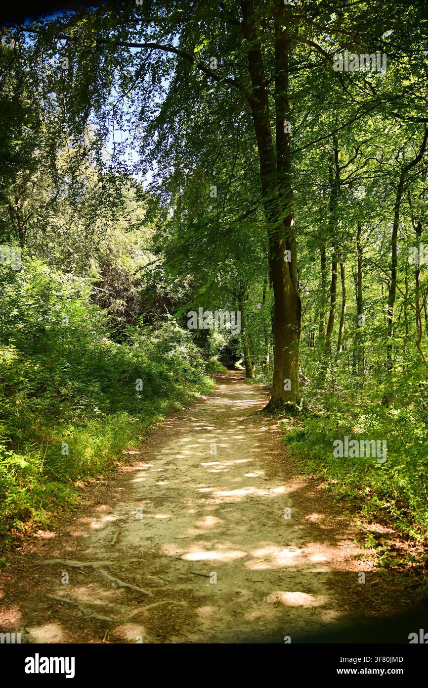 Sentiero North Downs Way vicino a Dorking, Surrey, Regno Unito Foto Stock
