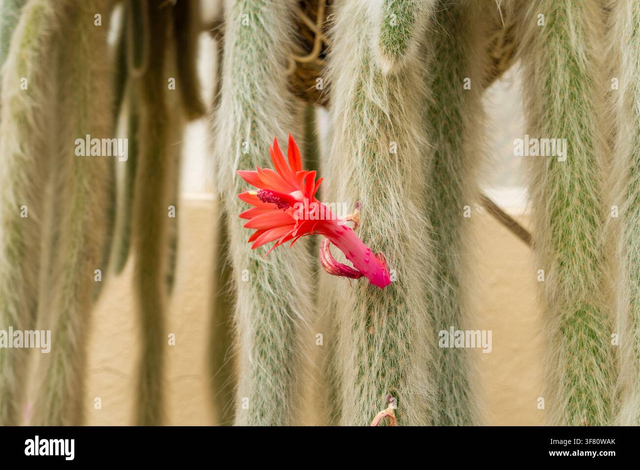 Cacto fiorito con fiore rosso vivace Foto Stock