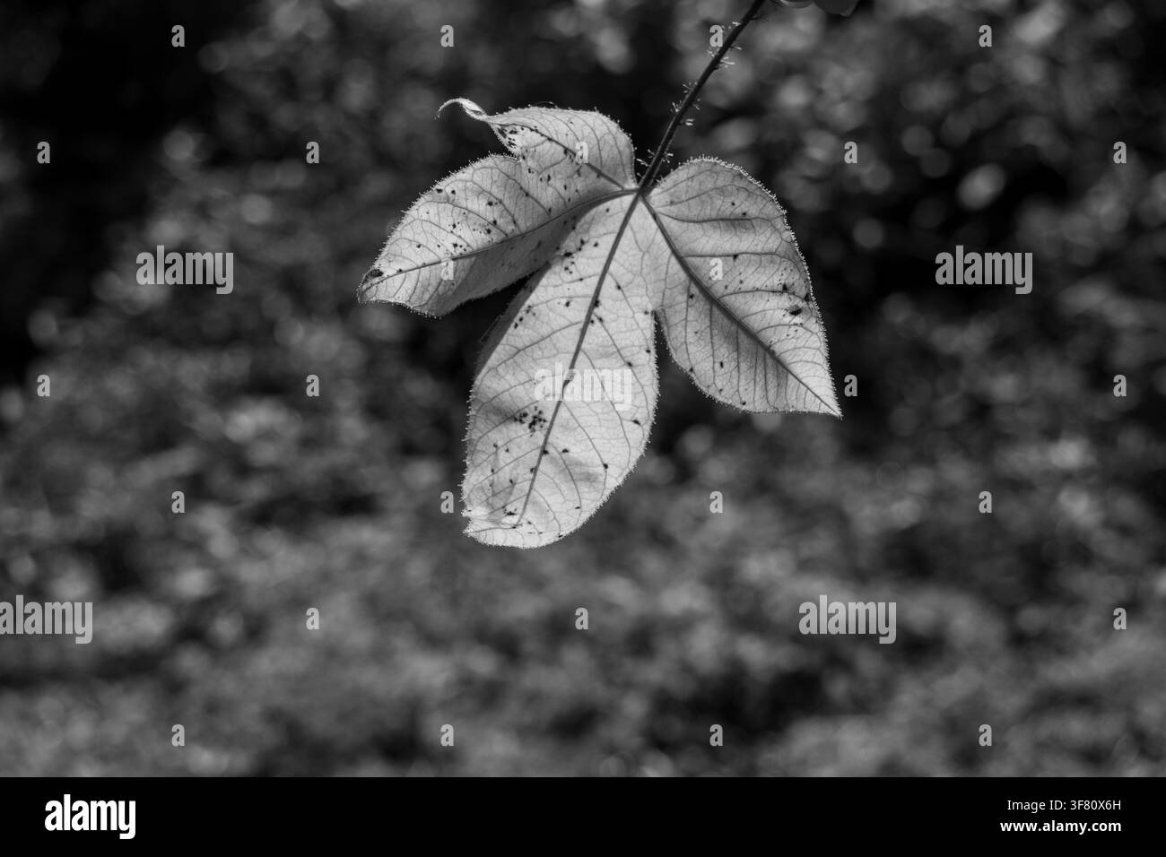 Un primo piano di una foglia gialla a tre lobi retroilluminata su uno sfondo verde Foto Stock