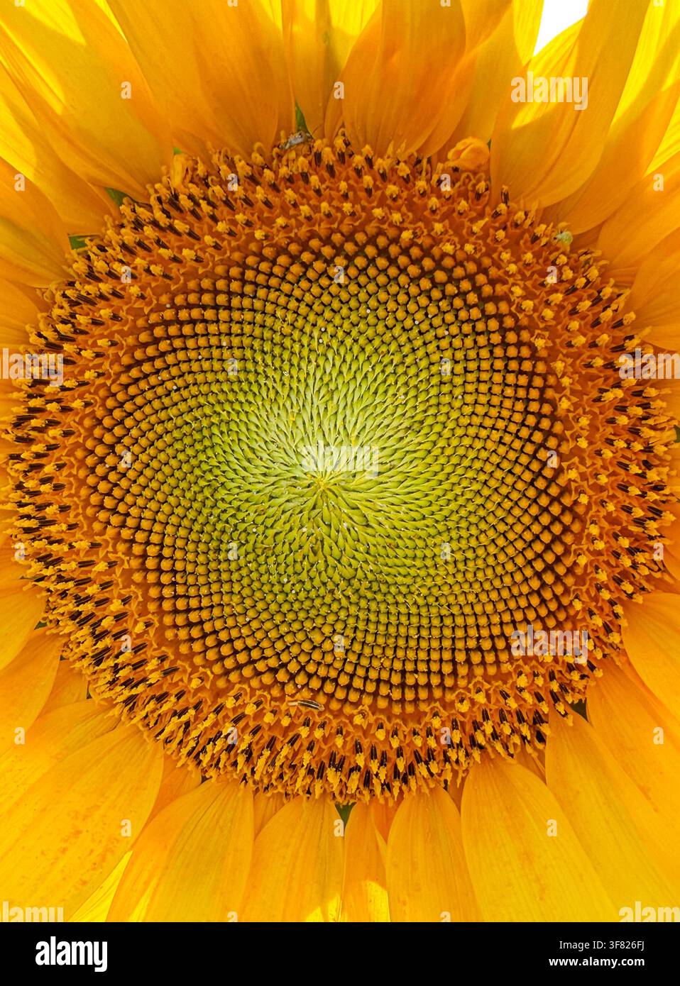 Prima vista della testa di un girasole che mostra il motivo dei semi, l'impollinazione e la produzione di semi oleosi Foto Stock