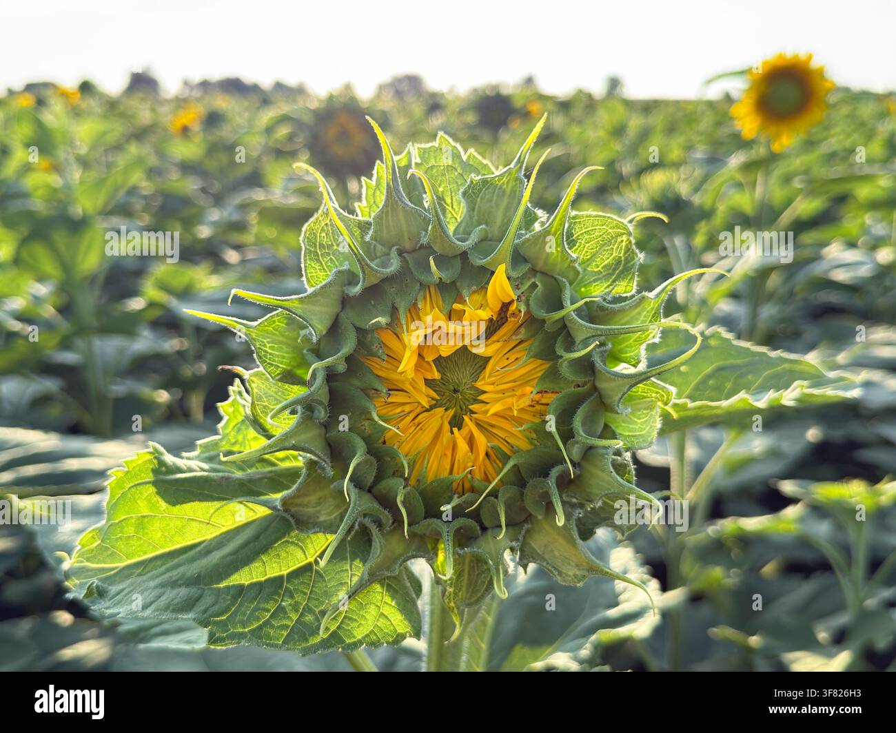 Bocciolo di girasole che si apre in un campo con foglie verdi retro illuminate, simboleggiando crescita, natura e produzione agricola. Foto Stock