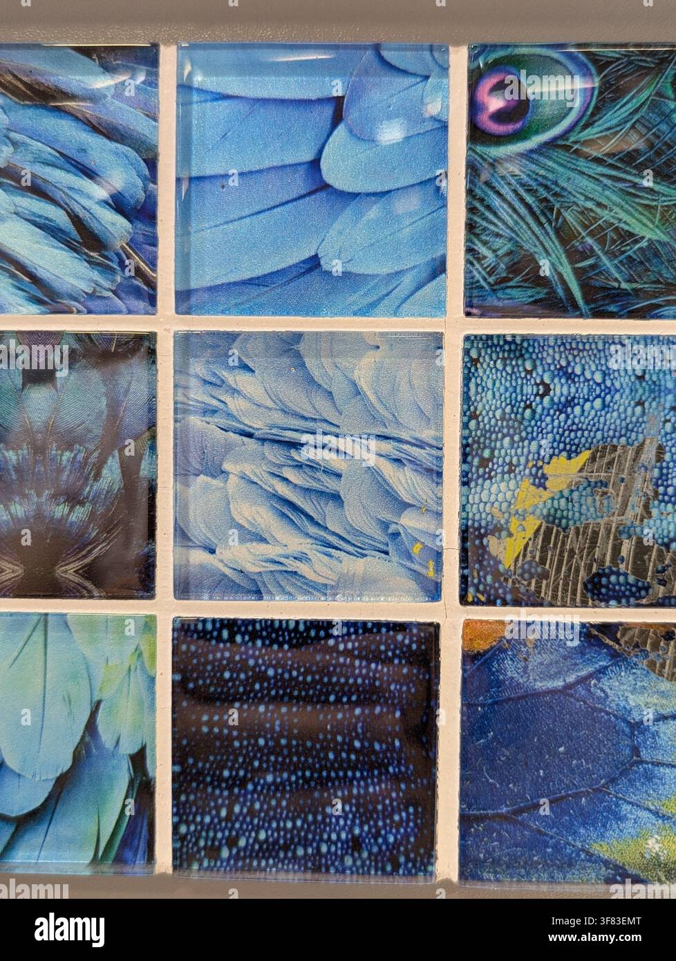 Piume disposte a griglia, nel muro, con piume, da una prospettiva ravvicinata, con accenti blu, verdi, e un'atmosfera astratta e artistica, che mostra ne Foto Stock