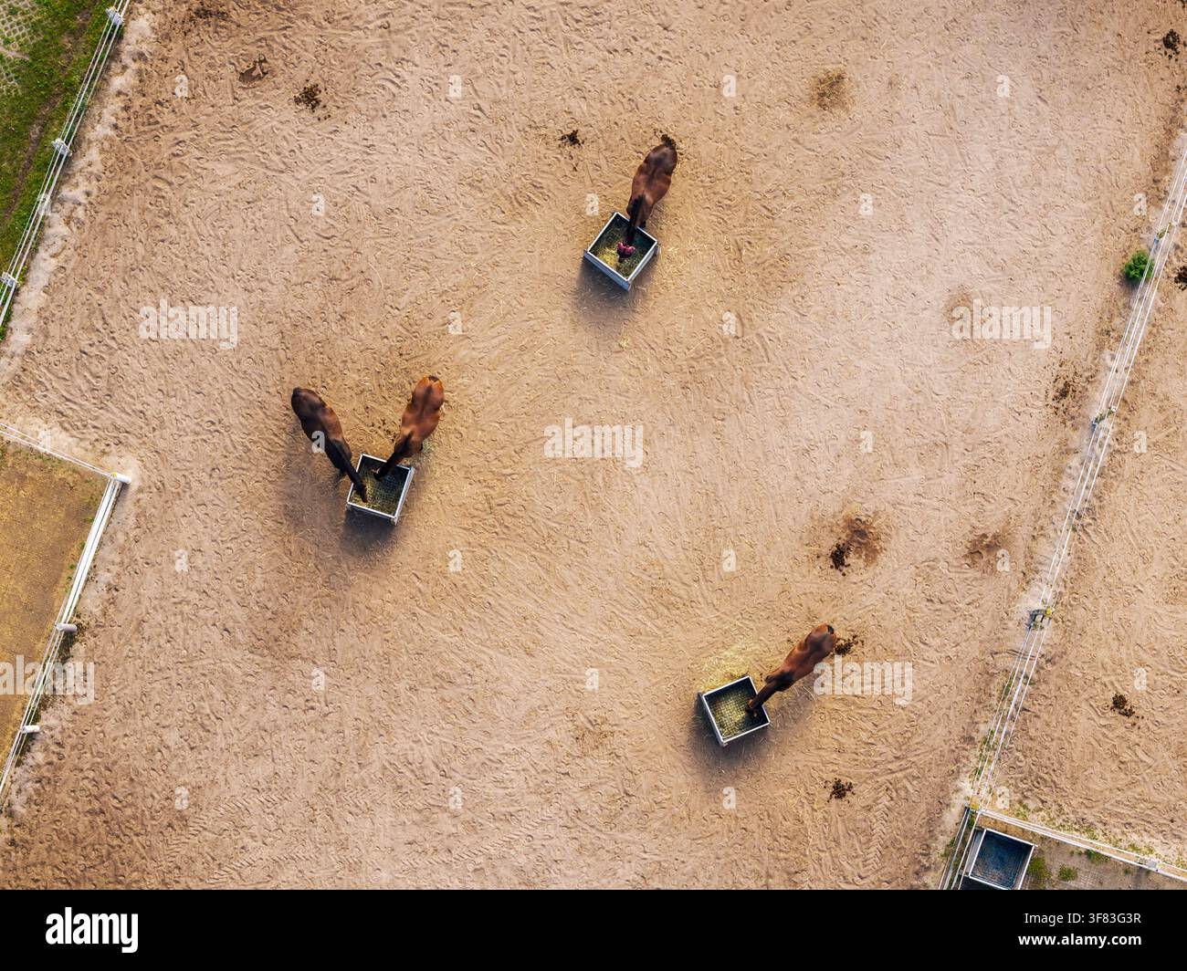 Vista aerea dall'alto con drone mostra quattro cavalli che si nutrono da contenitori di fieno in metallo all'interno di un recinto sabbioso circondato da una recinzione elettrica. Terreno texture, impronte di zoccoli e Foto Stock