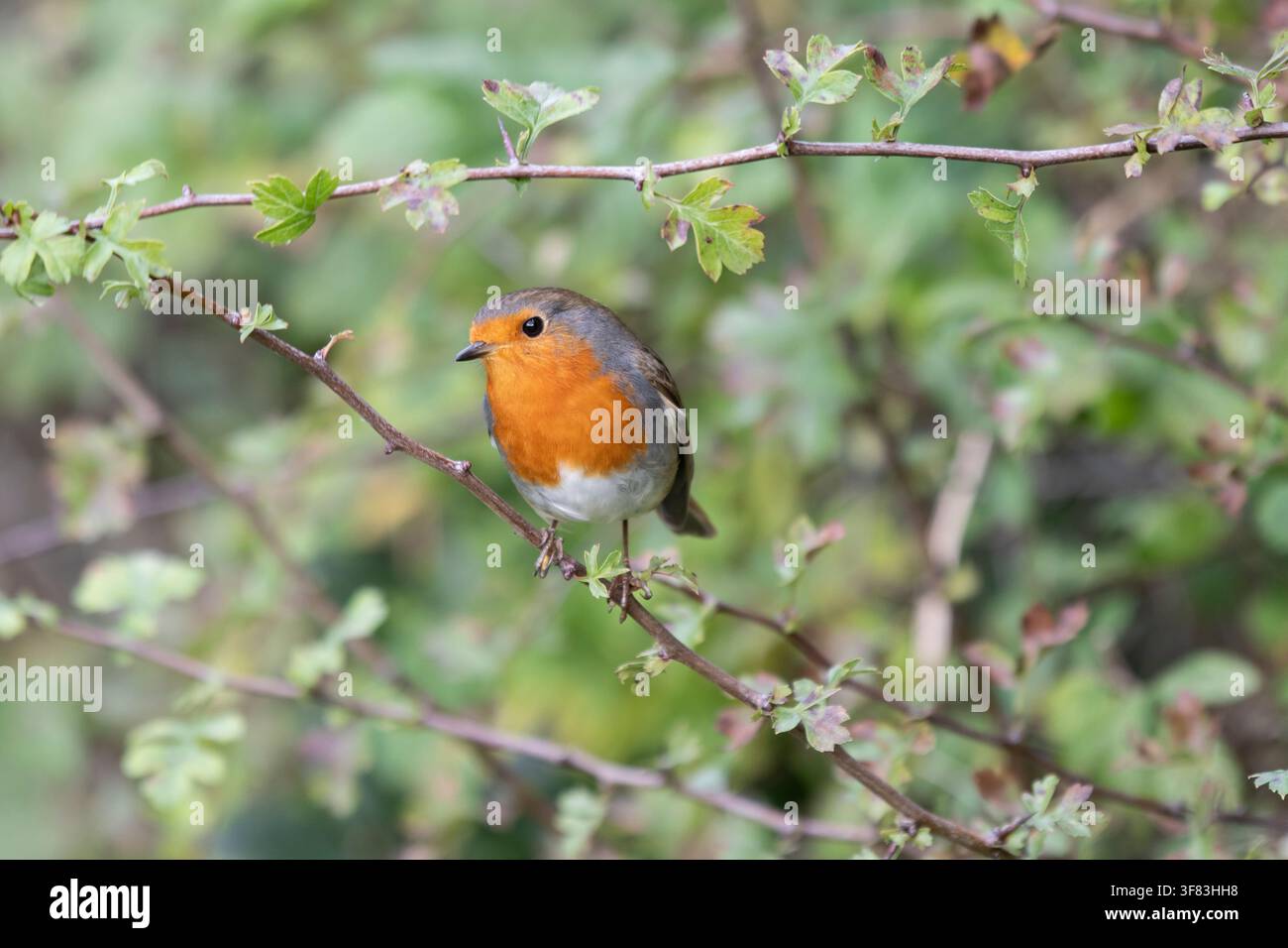 Pettirosso europeo Erithacus rubecula, appollaiato in un cespuglio di spine bianche. Novembre. Foto Stock