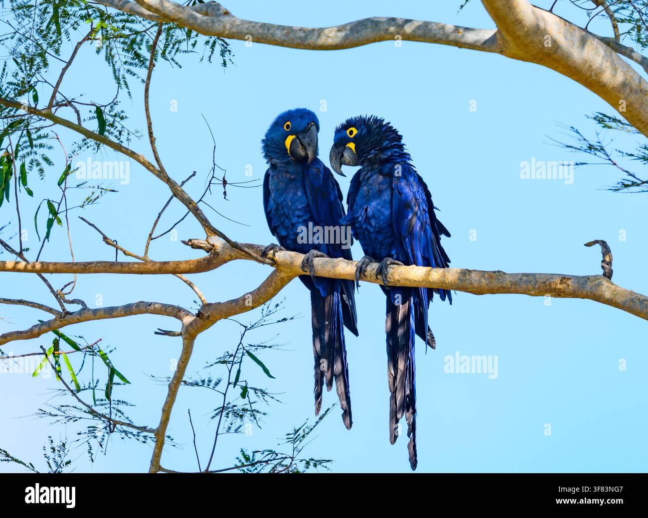 Una coppia di Ara hyacinto (Anodorhynchus hyacinthinus) appollaiata su un grande albero. Mato Grosso do Sul, Brasile. Foto Stock