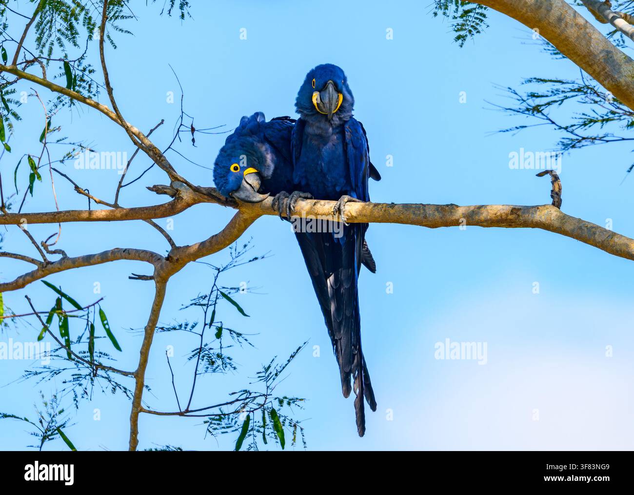 Una coppia di Ara hyacinto (Anodorhynchus hyacinthinus) appollaiata su un grande albero. Mato Grosso do Sul, Brasile. Foto Stock