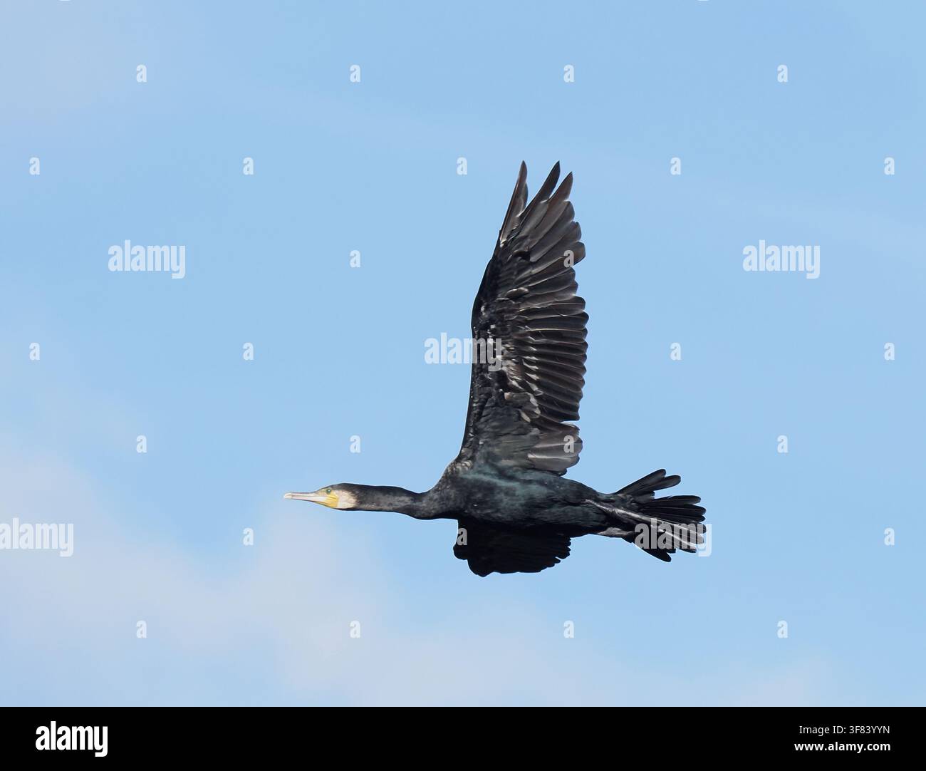 Il numero dei cormorani aumenta con l'avanzare dell'estate in un posatoio lontano dai nidi, questi uccelli si disperdono ogni mattina verso le acque di pesca. Foto Stock