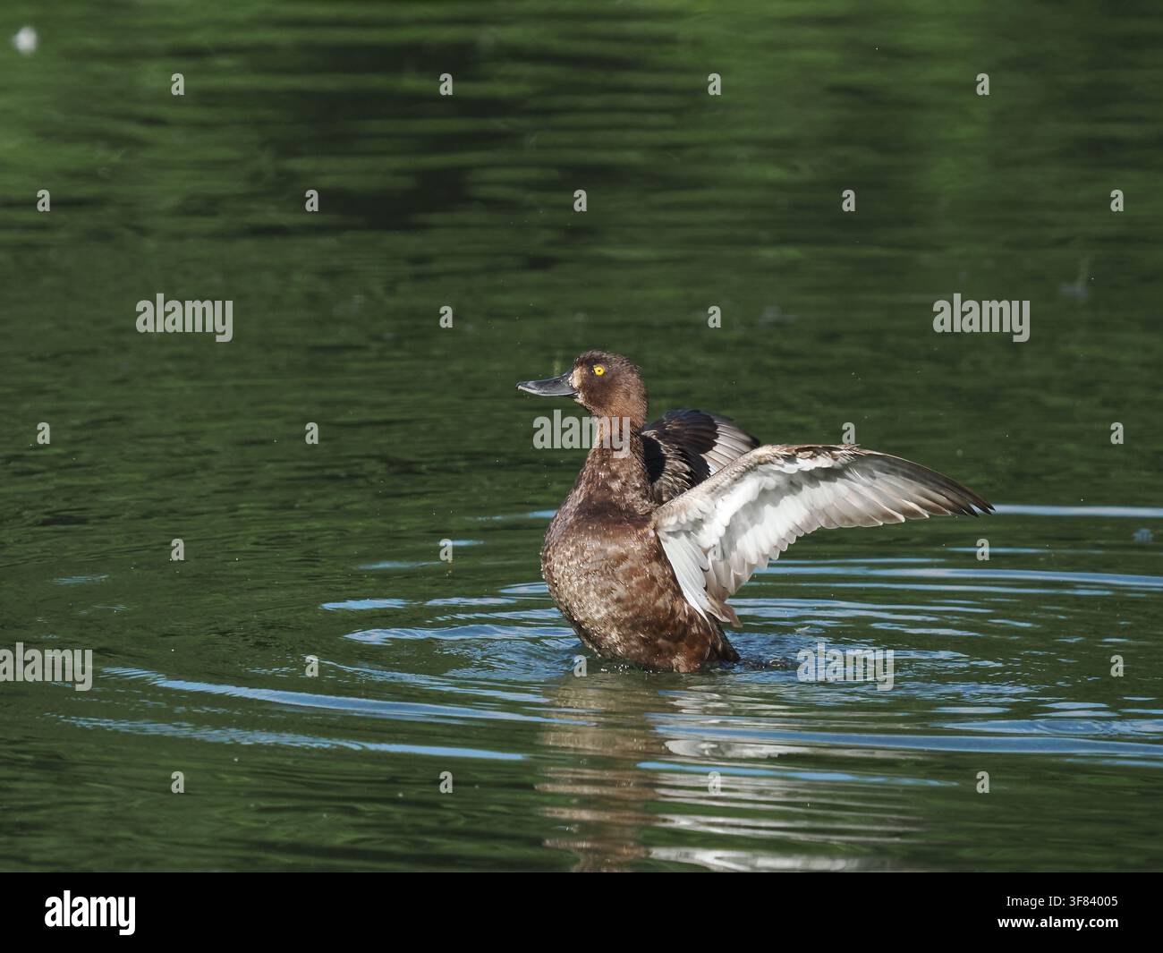 In un corso d'acqua locale a Warrington, la femmina di Tartaraio aveva 9 anatroccoli, tutti sopravvissuti nelle prime settimane di vita! Foto Stock