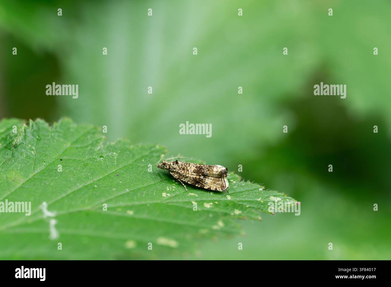 Crambus lathoniellus, vista di profilo di un imago di microfarfalla posata su una foglia di rovo in un habitat di siepe, Nottinghamshire, Regno Unito, giugno Foto Stock