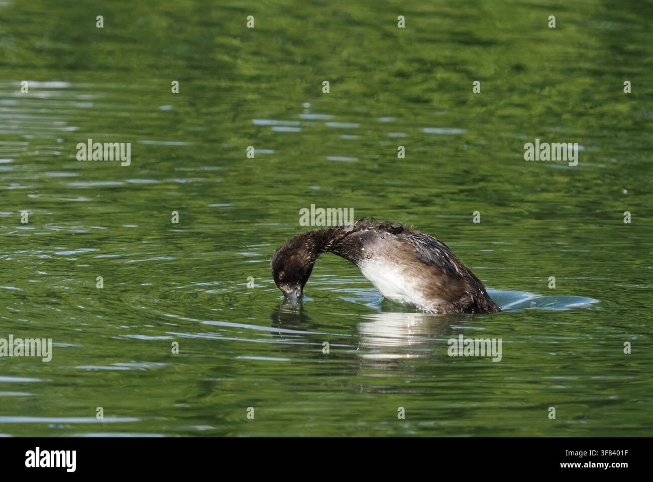 In un corso d'acqua locale a Warrington, la femmina di Tartaraio aveva 9 anatroccoli, tutti sopravvissuti nelle prime settimane di vita! Foto Stock