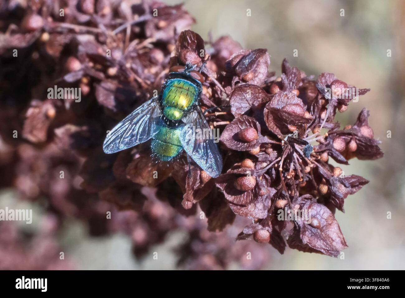 Mosca verde (Lucilia sericata) su un grappolo di semi secchi di una pianta Foto Stock