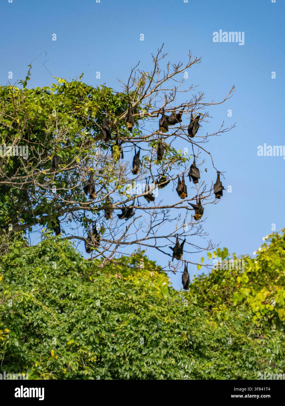 Le pipistrelle volanti del Pacifico si riposano negli alberi di una colonia riproduttiva sull'isola di Vavau a Tonga durante il giorno Foto Stock