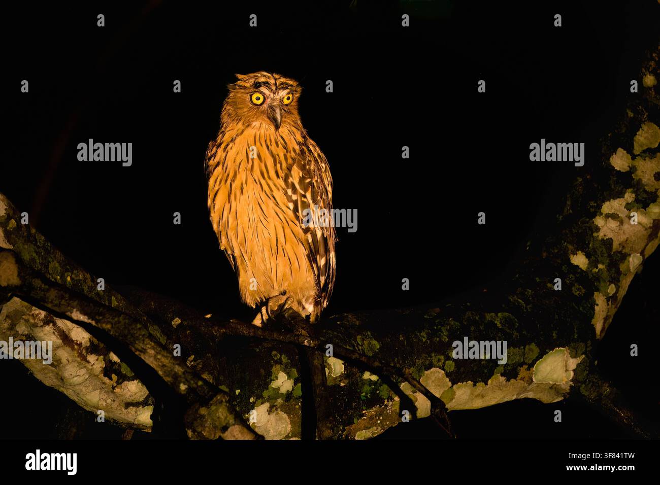 Buffy Fish-Owl seduto su un ramo di notte nel Borneo, Malesia Foto Stock