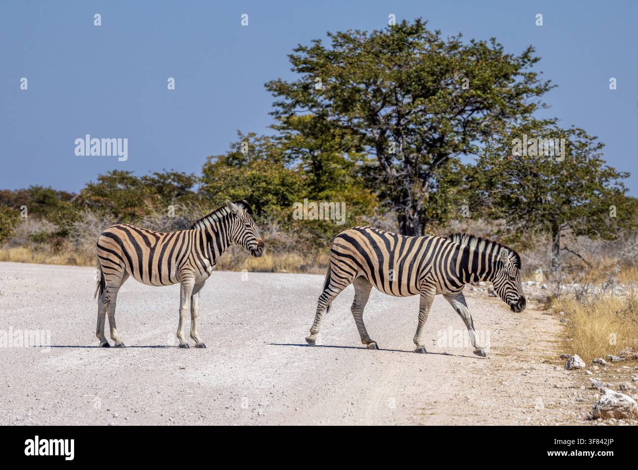 Zebre che attraversano il binario nel Parco Nazionale di Etosha, Namibia, Africa Foto Stock