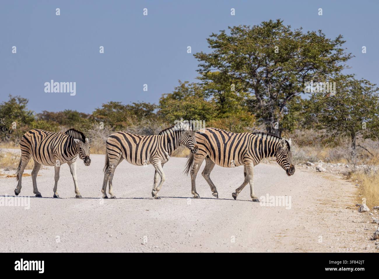 Zebre che attraversano il binario nel Parco Nazionale di Etosha, Namibia, Africa Foto Stock