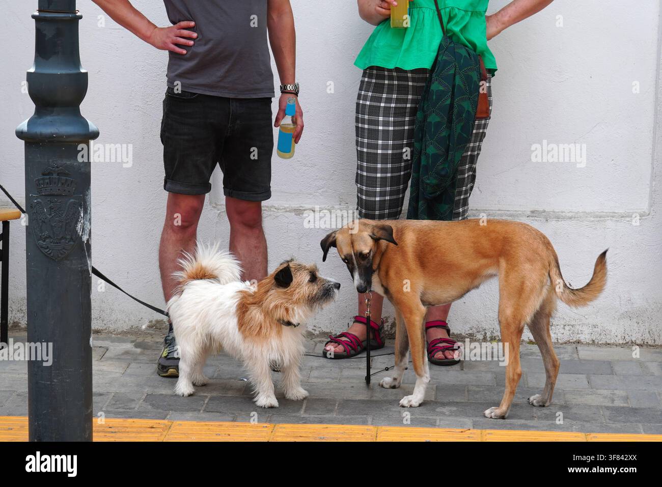 Incontro tra un cane maschio Jack Russell Terrier e una cagna meticcia insieme ai loro proprietari durante un festival estivo a Bucarest Foto Stock