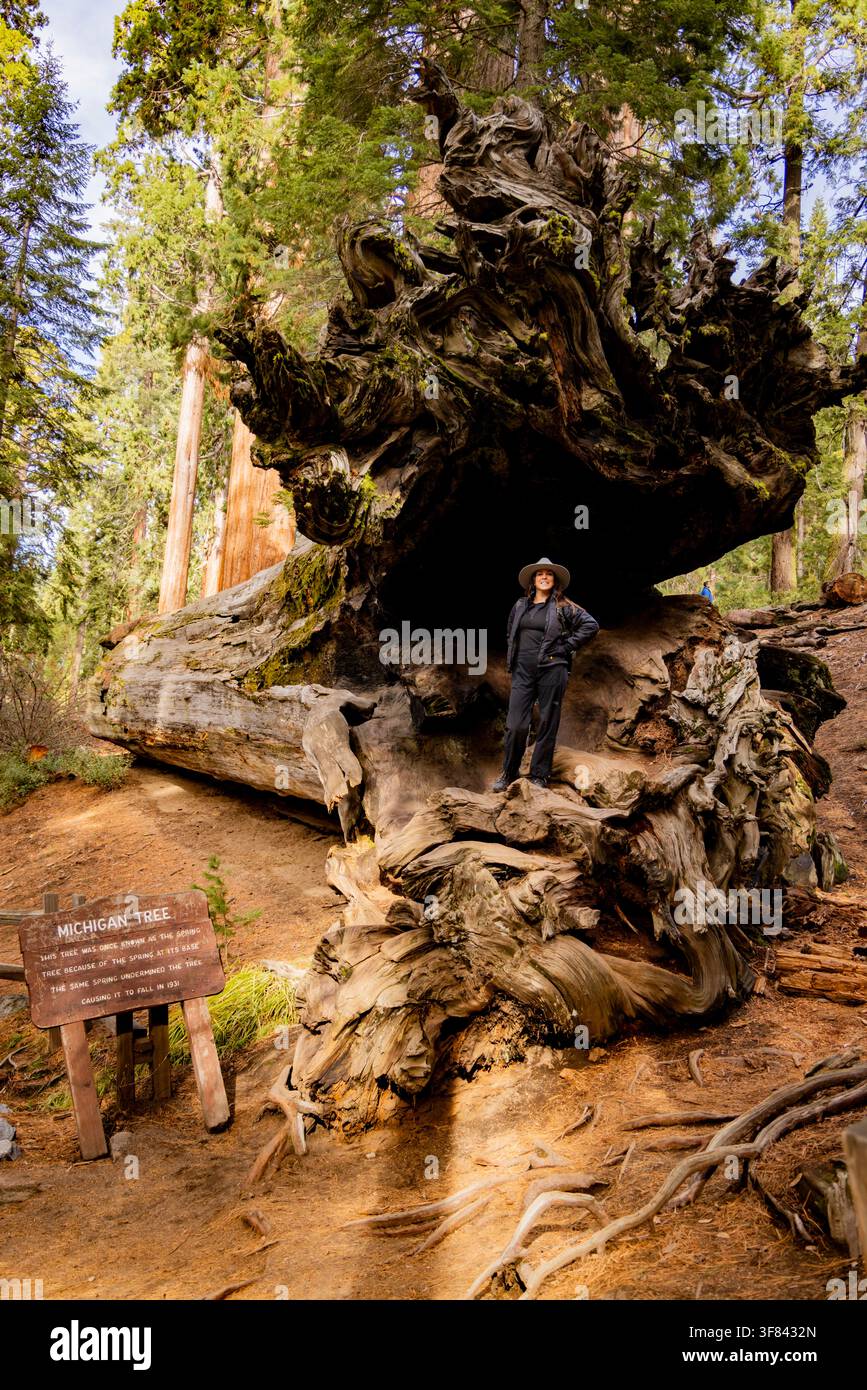 Donna in piedi all'interno di una sequoia caduta nel Sequoia National Park a Visalia, California, godendosi la natura e il grande albero Foto Stock