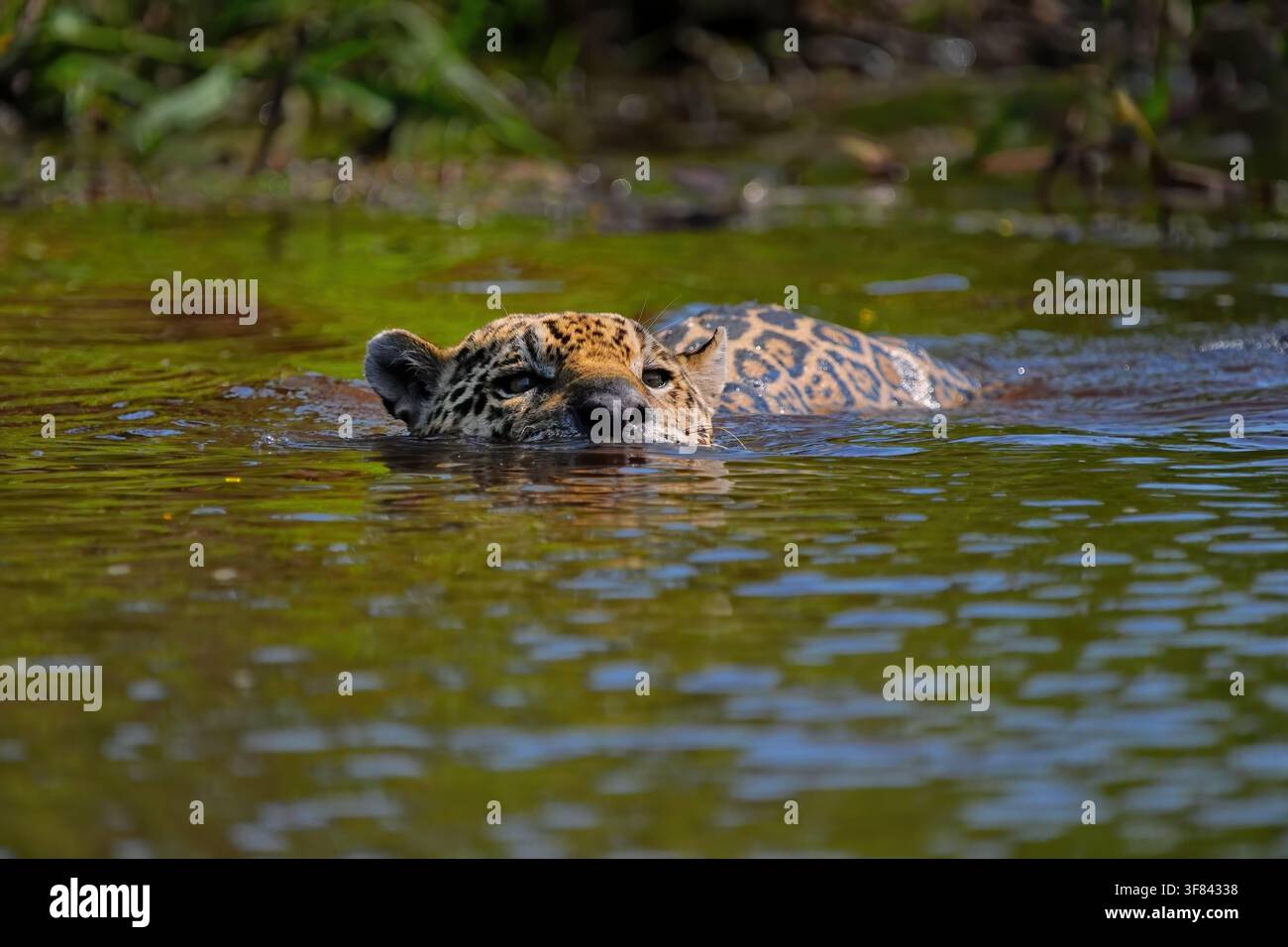 Jaguar che nuota nell'acqua in Brasile durante il giorno Foto Stock