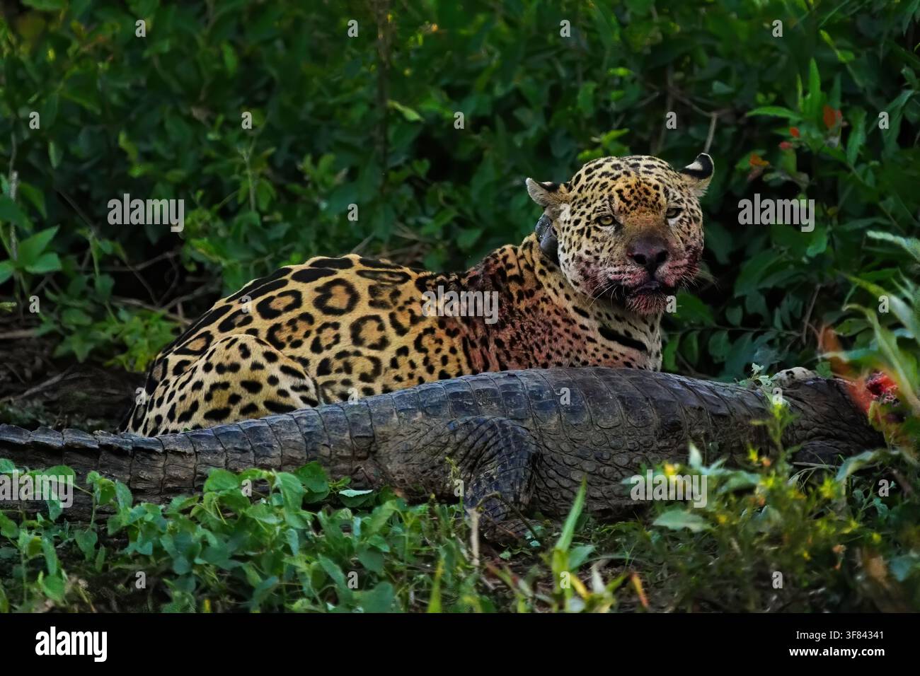 Un giaguaro che si nutre di prede nella natura mette in mostra le abilità di caccia di uno dei principali predatori del Sud America in Brasile Foto Stock