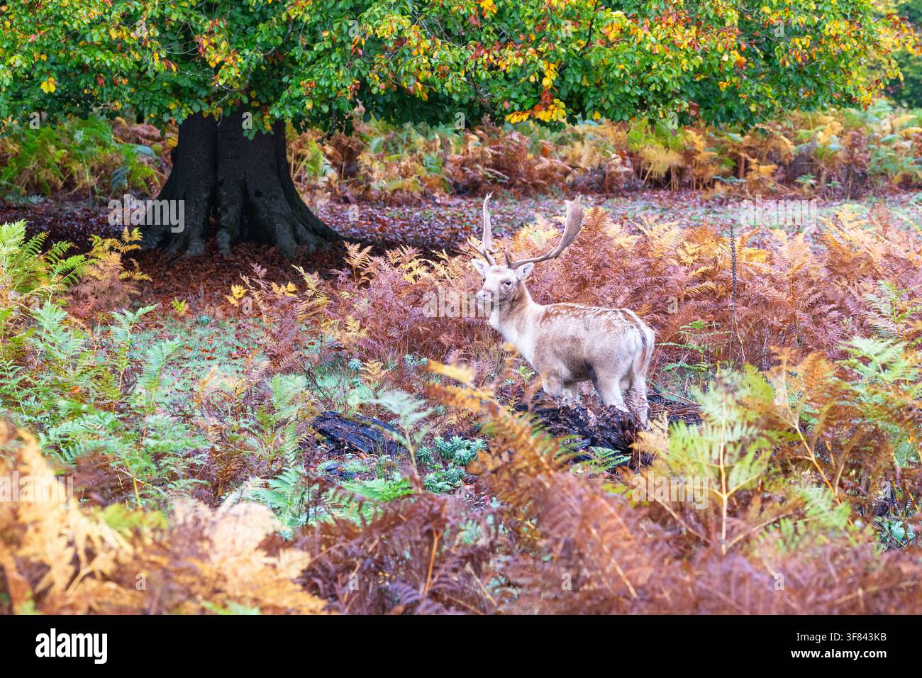Giovane cervo maschio attraversa l'area verde durante la stagione degli amori nel Kent, Inghilterra Foto Stock