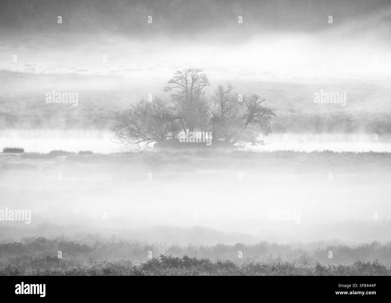 La nebbia mattutina avvolge gli alberi di Richmond Park mentre la nebbia copre il paesaggio vicino all'acqua nelle prime ore del mattino Foto Stock