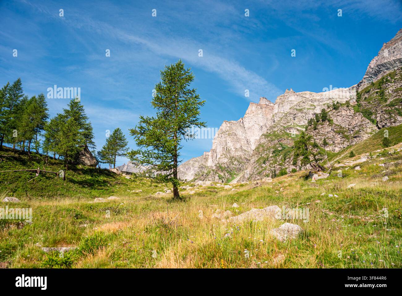 Pastore alpino illuminato dal sole con larici sparsi in una zona ad alta quota dell'Italia Foto Stock
