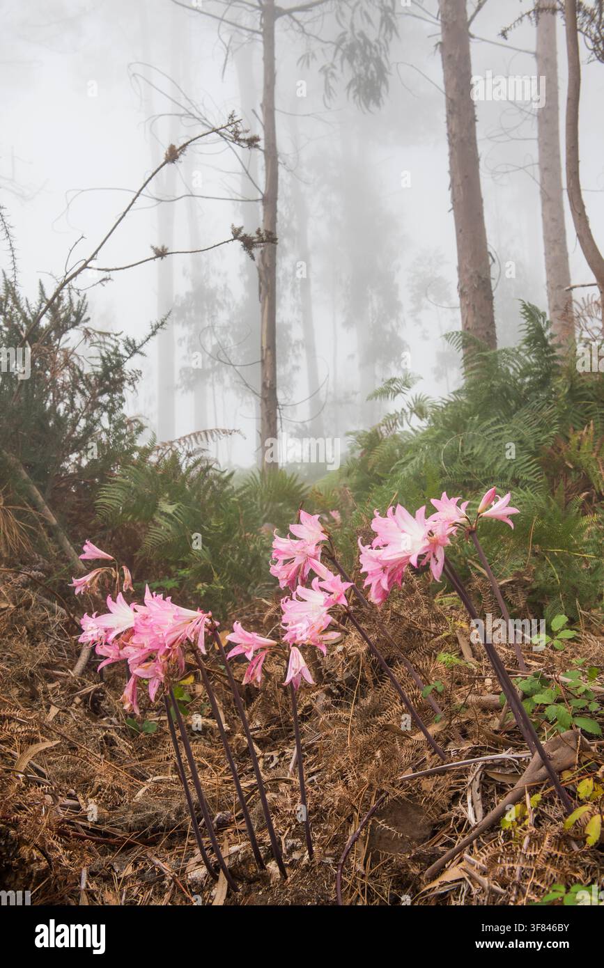 I fiori di Amaryllis belladonna sbocciano sul ciglio della strada in una nebbiosa foresta di eucalipto a Madera Foto Stock